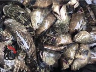 【龍口水產】屏東林邊海水養殖龍虎石斑魚900-1000g/隻 已三清後重量