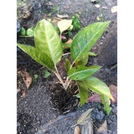 ♞,♘,♙(20) Green Laksap Aglaonema Uprooted Live Plants (Luzon only)