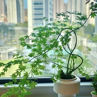 Liuquan Maple Influencer Golden Liuquan Red Maple Japanese Maple Balcony Courtyard Plant Bonsai Indo