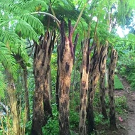 Tanaman Hias Pakis Monyet Pakis Hutan