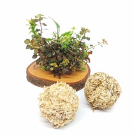 Obio TERRA BASEBALL SPAGNUM MOSS WABIKUSA MEDIA TERRARIUM PALUDARIUM