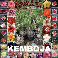 adenium plant thailand multi layer pokok kemboja ready stock malaysia