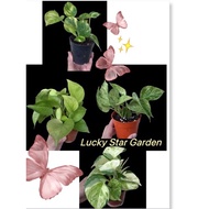 【LSG】Potho Money live Plant 万年青绿萝植物系列 P90 size