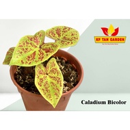 KF - Caladium Bicolor - Keladi Bicolor // Rare // Live Plant // KFTANGARDEN