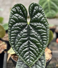 Bibit bonggol anthurium luxurians / tanaman kuping gajah