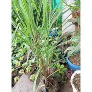 Available live Citronella grass ship out with out leaves