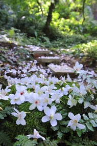 彰化旅遊｜挑水古道雪白桐花季．鹿港老街/鹿港天后宮美食大探索．芳苑紅樹林潮間帶步道一日│台北出發