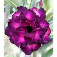 🌺💜 'Purple Majesty 010' - Exquisite Adenium Desert Rose Seed Collection for Luxurious Fleshy Potted 