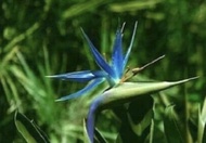 (1ต้น) มี5สีให้เลือก ต้น ดอก เบิร์ดออฟพาราไดซ์ เบิร์ด bird of paradise เฮลิโคเนีย heliconia  ปักษาสว