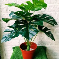 Pokok monstera hiasan