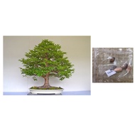 oak tree bonsai plant seeds