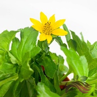 [Flower] Sphagneticola Trilobata by LS Group