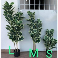 🔥PROMOSI HEBAT🔥 POKOK FIDDLE FIG PREMIUM | POKOK VIRAL🌿