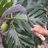 Arit Panen Padi dan Rumput Panjang - Sabit Ani Ani Panen Padi