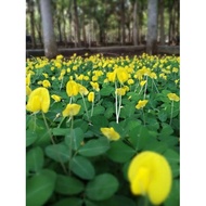 [READY STOCK]Pokok bunga kacang menjalar(carpet) Kuning (Kacang Pintoi) 🌼