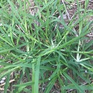 小欣批發 現貨 牧草種子 牛筋草 野草 種子  老驢拽護坡綠化混合草籽 雜草