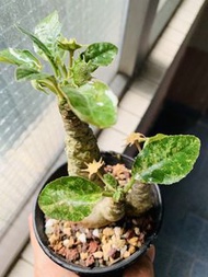 白皮錦葉琉桑 