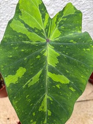 Colocasia Electric Lime Gecko電光檸檬壁 虎海芋 苗