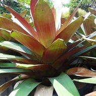 BROMELIA GIANT Tanaman hias hidup / Pohon bromelia GIANT
