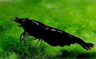 Black Coco shrimp neocaridina Shrimp x 5 pcs by [3k Aquatic]