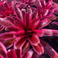 Neo Annick Pokok Tahan Panas lawa by Gha garden House