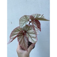Begonia Frosty / Begonia Don Miller
