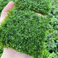 Moss weping Moss US fisident Moss Java moss minicrismos Moss ricardiaAquascape Hiasan Akuarium