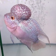 IKAN LOUHAN SRD LOKAL UKURAN 3-4 JARI
