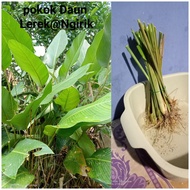 Anak Pokok lerek( keratan Berakar 10 batang)|Daun Bungkus Kelupis/Lemang