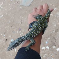 VARANUS DOREANUS BIRU CAKEP MURAH