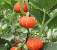 Red baby pumpkin Chestnut pumpkin seed red skin pumpkin sweet soft waxy palm pumpkin seed