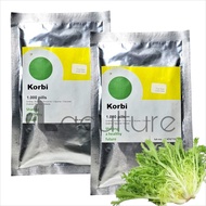 Benih Selada Endive Korbi Rijk Zwaan 1000 Pils Kemasan Original Lettuce Endive