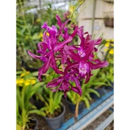 🌹Orkid Schomburgkia Orchid Live Plant Pokok Hidup🌹