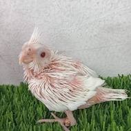 baby falk/parkit Australia albino mm