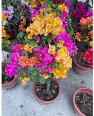 Bougainvillea mix colour in one pot live plant free fertiliser 0.5kg doorstep delivery easy to care and maintain