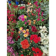 DAHLIA LIVE PLANT 大丽花 READY STOCK