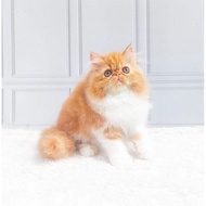 Kucing Persia Kitten/Munchkin/Peaknose Gratis Ongkir