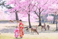【Kyoto & Nara & Uji One-Day Tour】Nara Park Cute Deer & Fushimi Inari-taisha Shrine Senbon Torii & Wo