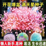 Hot-selling Immediate Shipping Pink Gypsophila Seed Wheat Blue Flower Wheat Blue Vegetable Seed Flow
