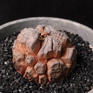 小深裂) 南非龜甲龍  5.3cm    連 花盆 塊根 植物 盆栽 Plant  caudex 非象牙宮 增值之選【實拍。只此一盆】 👑 9年老店