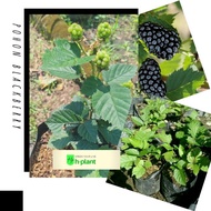 Bibit tanaman buah blackberry/pohon blackberry