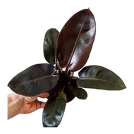 ต้นกุมารดำเรียกทรัพย์กระถาง 6 นิ้ว 5-6 ใบ (Philodendron Black Cardinal)Pot”6