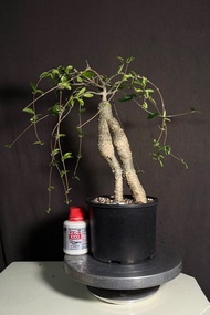 塊根植物 滔天垂柳造型怪形高腳火星人