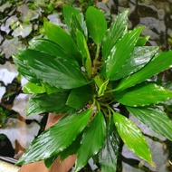 Anubias sp. adn