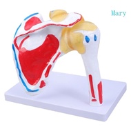 Mary Human Shoulder Joint Muscles Anatomy Model Muscled Shoulder Joint Anatomy Model