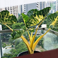 alocasia guinea gold rare plant