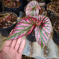 Berkualitas / tanaman hias begonia rex walet pink