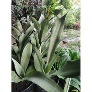 Spesis Snake Plant/Snake plant Moonshine