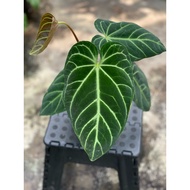 Anthurium Regale dark form