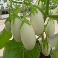 25 BIJI TERONG LALAP PUTIH LONJONG